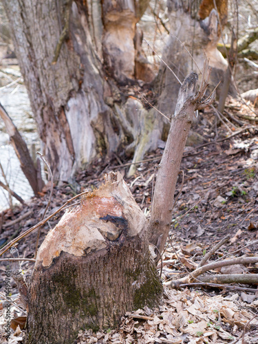 tree trunks gnawed by beavers on lake side photo