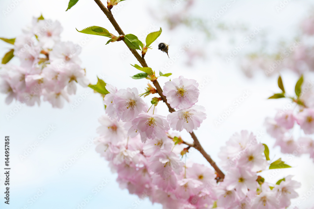 Flower ornamental cherry with spring atmosphere and blue sky 