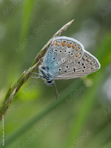 Wallpaper Mural Closeup of Common Blue butterfly Torontodigital.ca