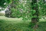 Chestnut tree in the park