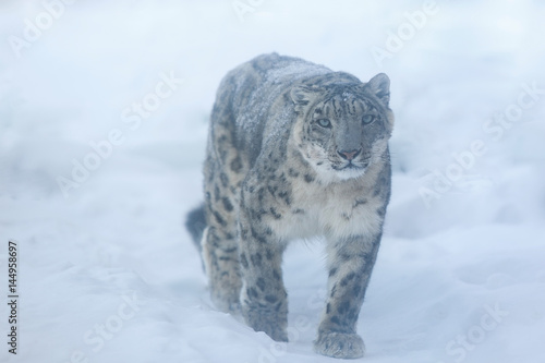 snow leopard