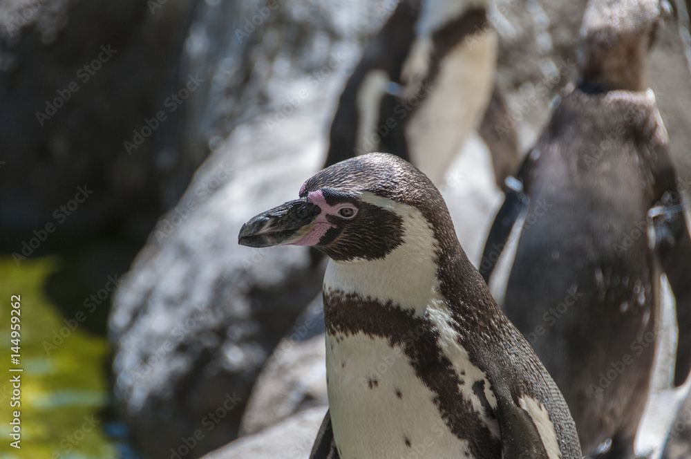 Naklejka premium Pingüino de Humbolt (Spheniscus humbolti)