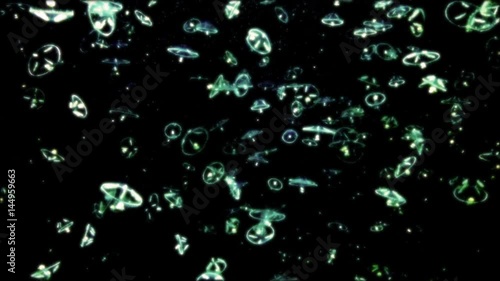 jellyfish_mini_greenplanet_oneshot