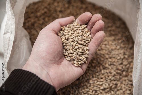 Malt grains in man's hand. Beer production