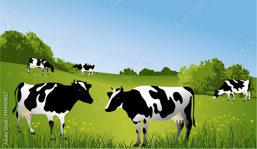 Herd of cows at green field