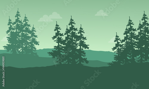 Silhouette of spruce on the hill