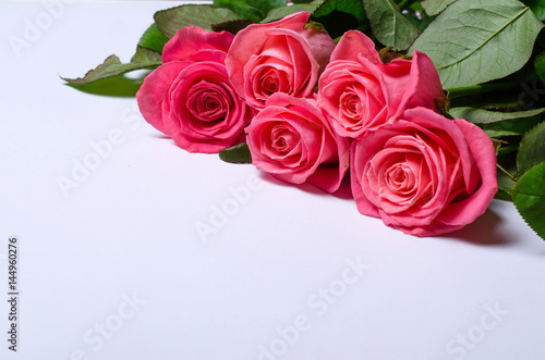 Pink roses isolated on white background with copy space.