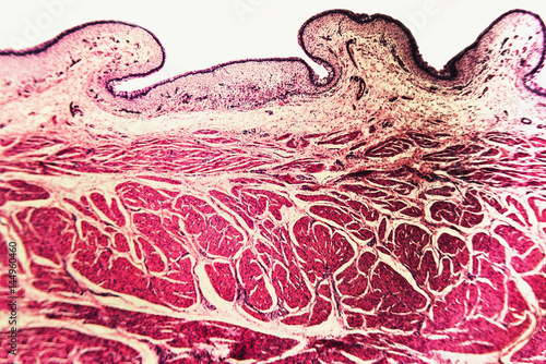 Obraz na płótnie Bladder Cat- animal tissue microscope slides