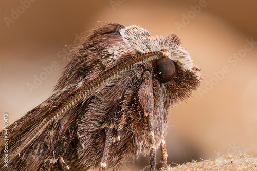 A beautiful moth