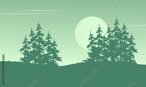 Spruce on the hill scenery
