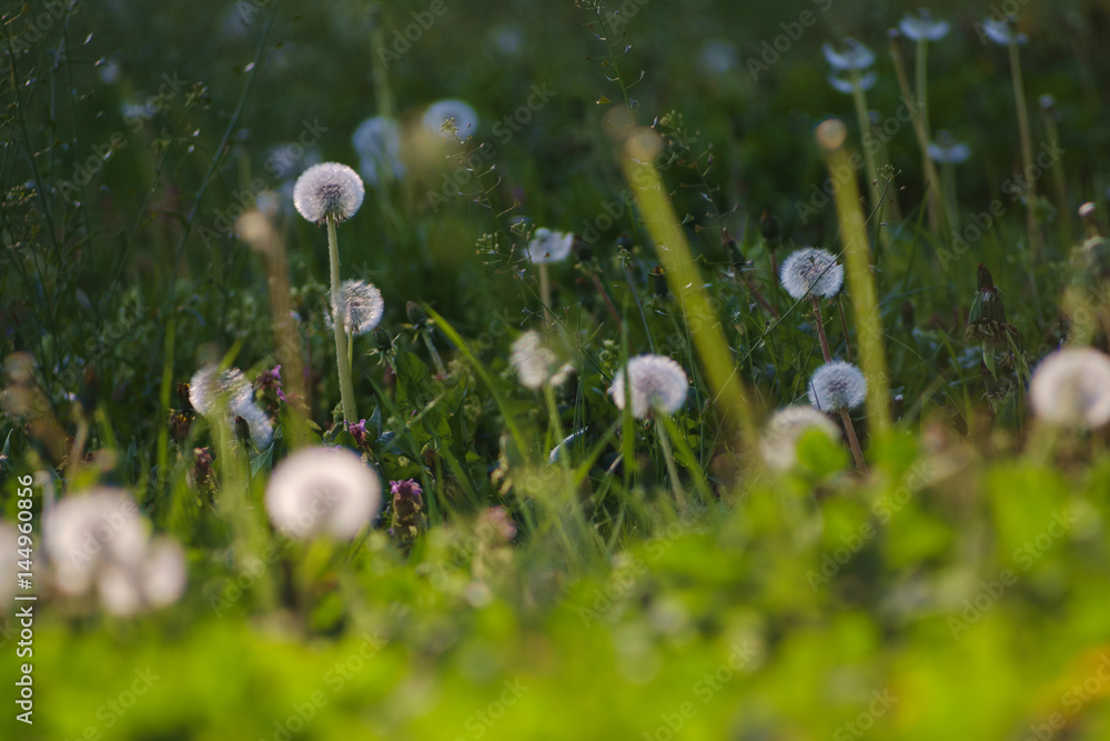 Obraz premium Dandelion green grass on spring meadow