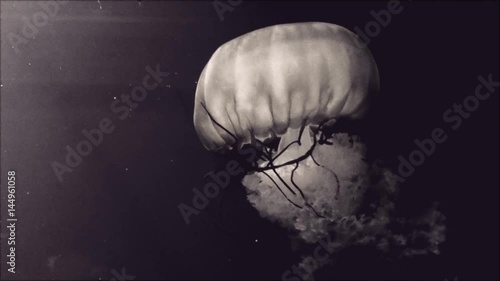 jellyfish_big_dark_oneshot