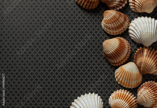 Large and small sea shells as border on grey ground