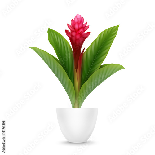 Billede på lærred Red Ginger in pot
