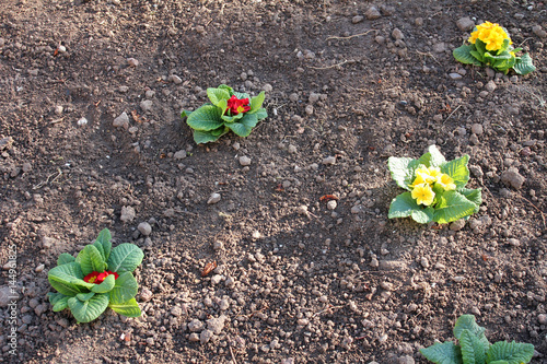 Red and yellow bouquet of spring flowers on soil