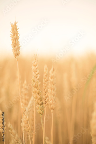 Close-up of wheat ears.