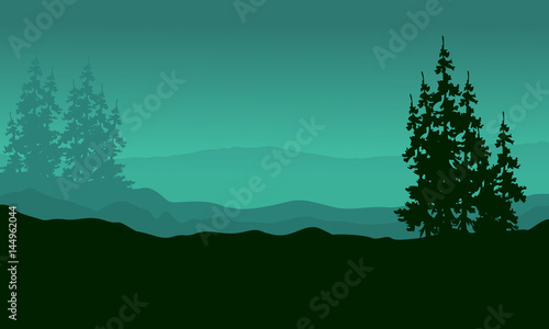 Silhouette of spruce on the hill scenery