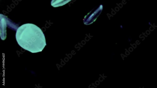jellyfish_oval_glow_oneshot