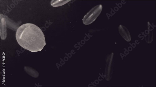 jellyfish_oval_dark_oneshot