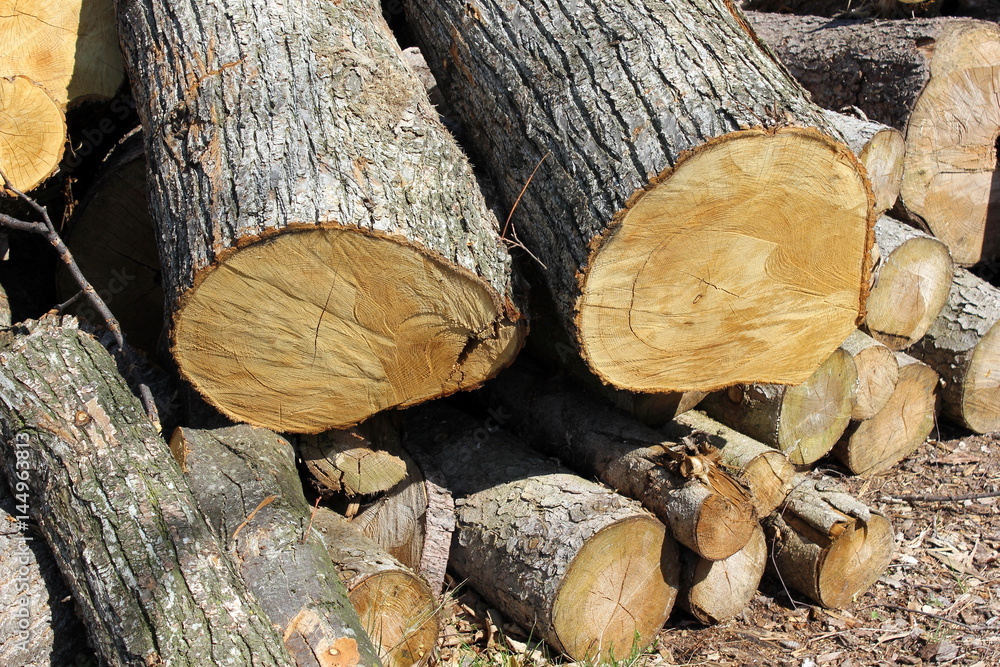 Holzstapel mit Baumstämmen (Brennholz) Holzstapel mit Baumstämmen (Brennholz)
