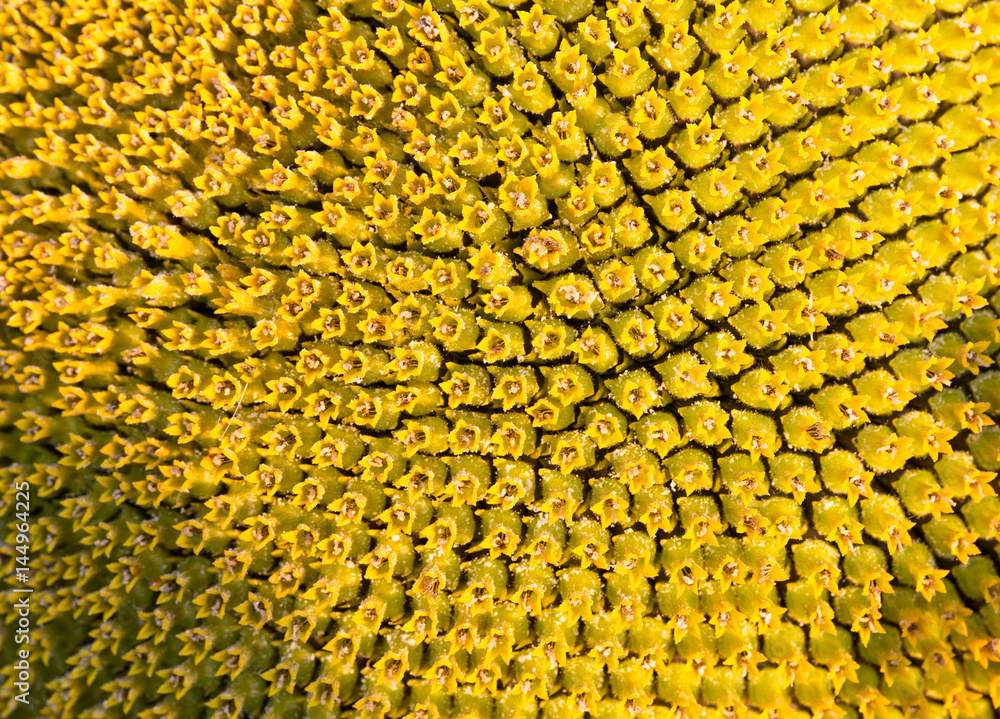 Sunflower head closeup with green seeds. Sunflower head closeup with green seeds.