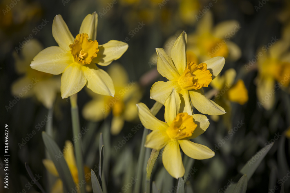 daffodil flowers with sunshine effect in beautiful warm color harmony daffodil flowers with sunshine effect in beautiful warm color harmony