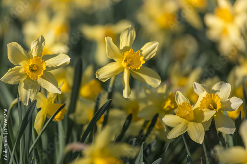 Fototapeta Naklejka Na Ścianę i Meble -  daffodil flowers closeup