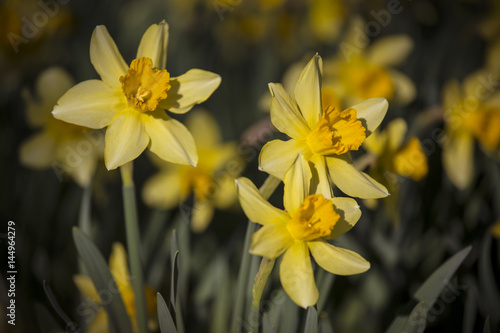 Fototapeta Naklejka Na Ścianę i Meble -  daffodil flowers with sunshine effect in beautiful warm color harmony