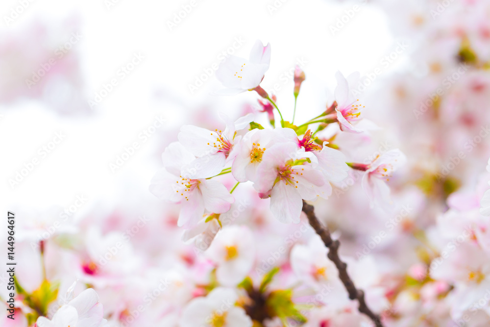 Beautiful japanese cherry blossom sakura close up