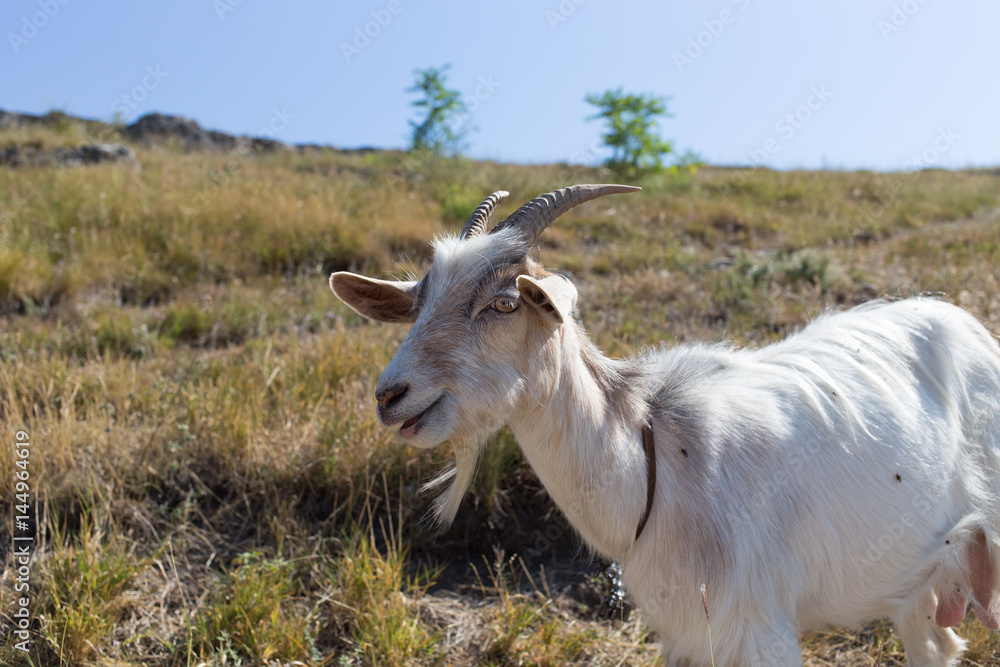 Funny goat portrait. Funny goat portrait.