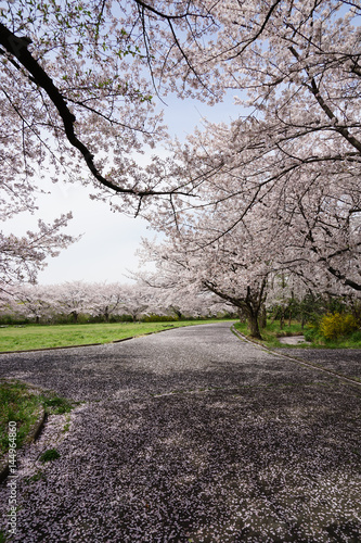 Full bloom of cherry blossoms and petal carpet, Saitama Prefecture, Japan