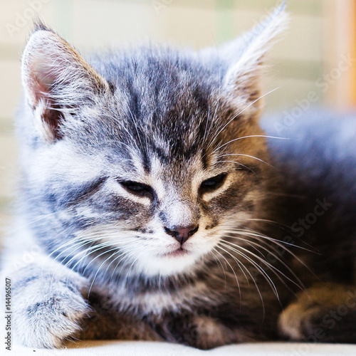 grå spräcklig bondkatt unge vilar photo