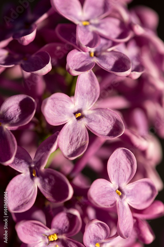 Closeup macro of purple lilac flower on the sunny brightness