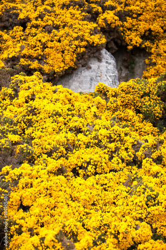 Yellow flowers growing among stones, background
