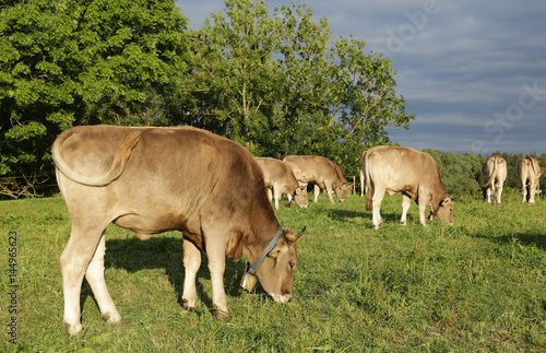 Kühe  im Allgäu auf der Weide