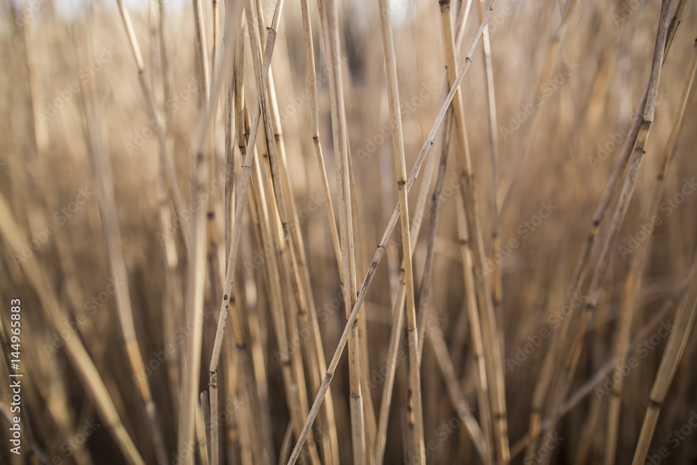 Dry stems of reed on a spring sunny afternoon. Close-up.