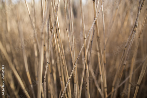 Dry stems of reed on a spring sunny afternoon. Close-up.