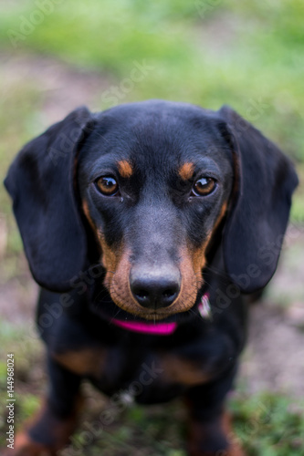 Black dachshund looking with sad look