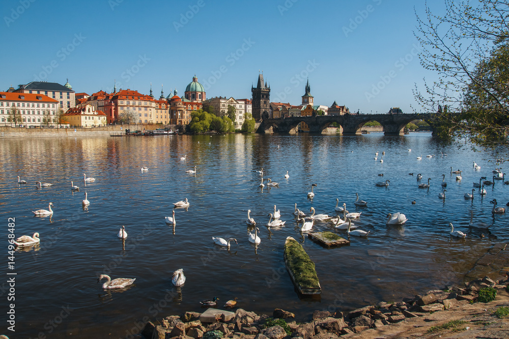 Fototapeta premium Prague. Image of Charles Bridge in Prague with swans in the foreground. 