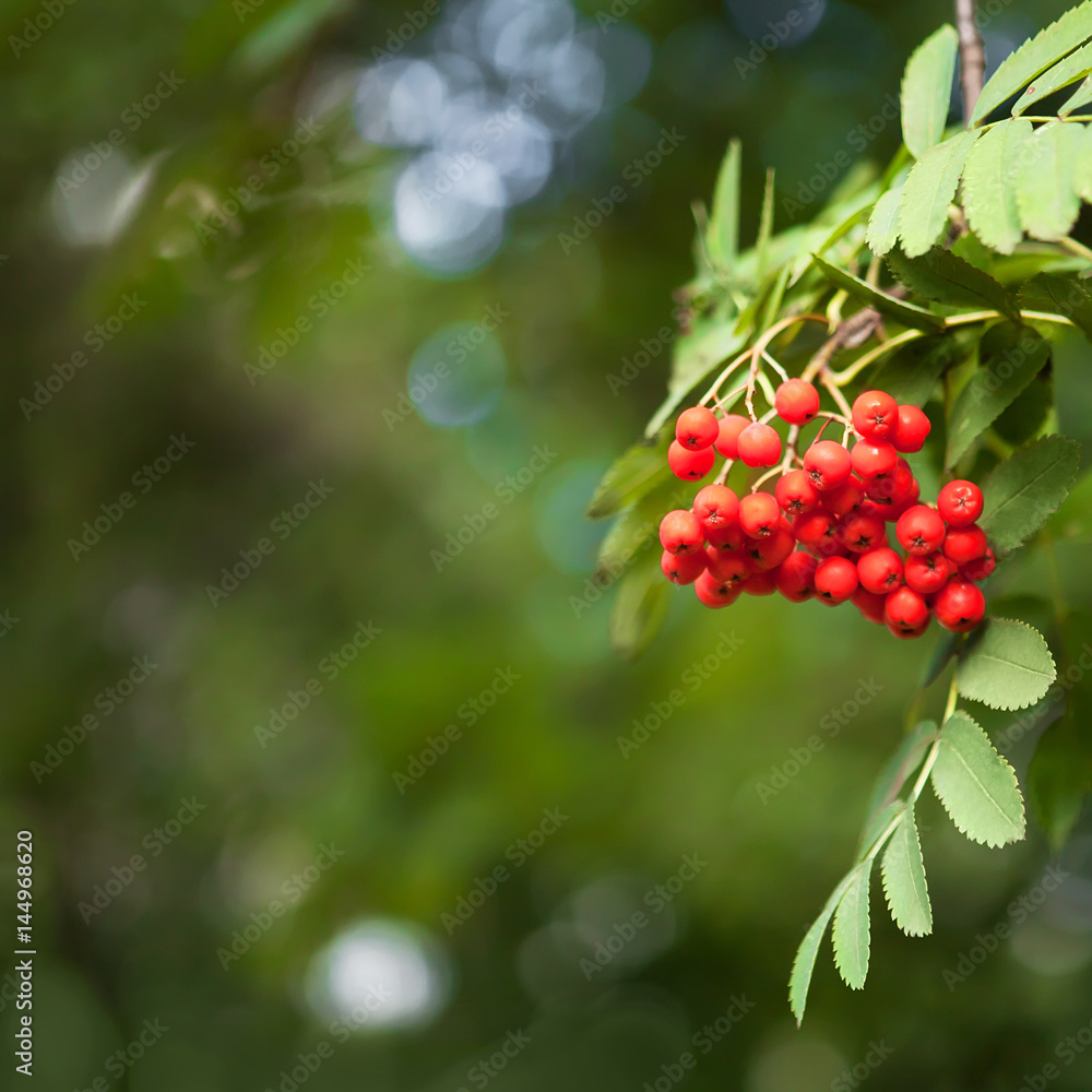 Obraz premium Autumn background with bunch of ripe Rowan