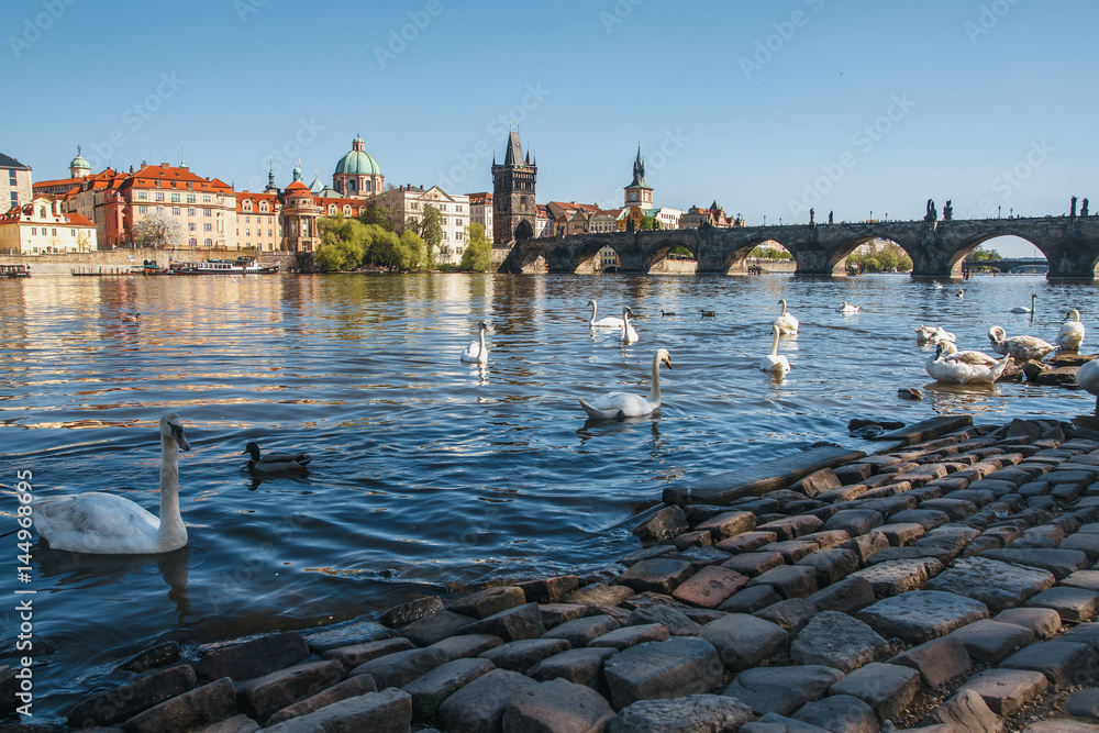Fototapeta premium Prague. Image of Charles Bridge in Prague with swans in the foreground. 