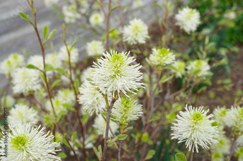 White bottlebrush flowers of Fothergilla shrub in spring