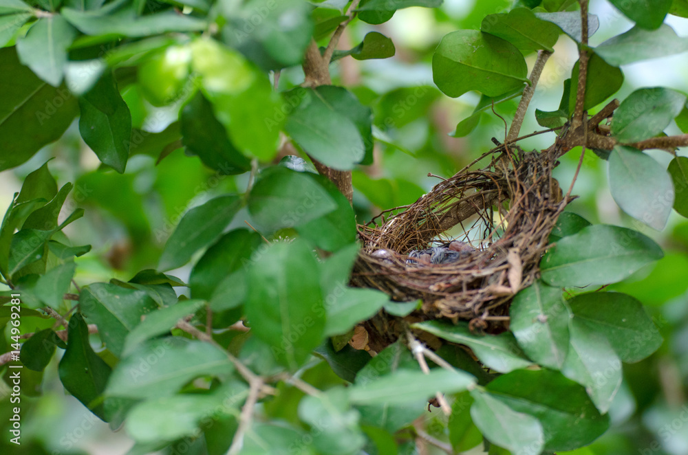Obraz premium empty bird nest on tree with tree branches and green blurred background, soft focus, selective focus, copy space.