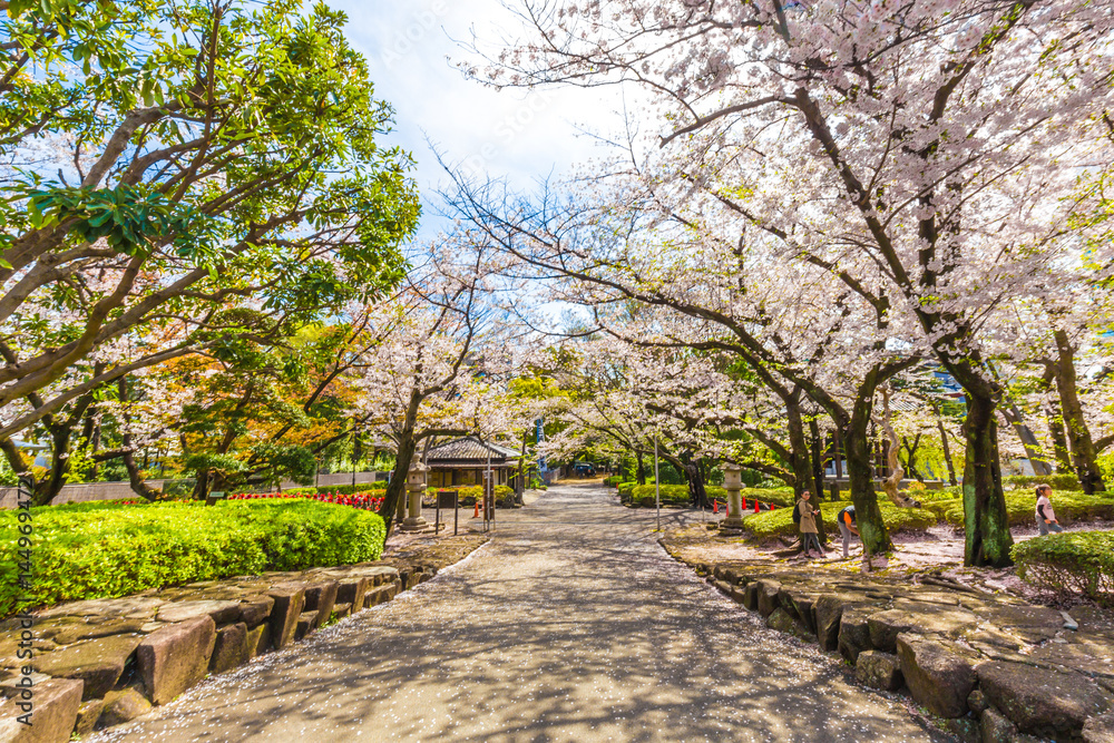 Sakura blossom in garden with pathway