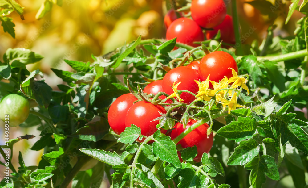 Growth red tomato Growth red tomato