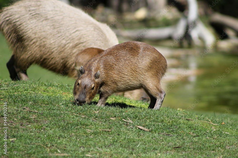Nachwuchs: Wasserschwein (Capybara) mit Baby Nachwuchs: Wasserschwein (Capybara) mit Baby