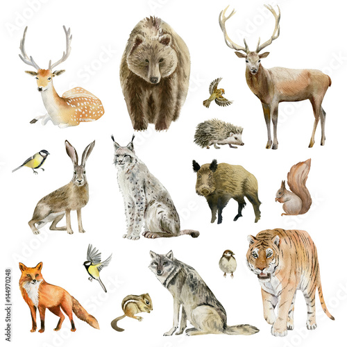 Clipboard set of watercolor hand drawn animal cliparts