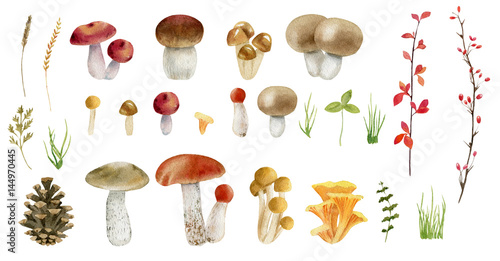 Clipboard set of watercolor hand drawn mushrooms
