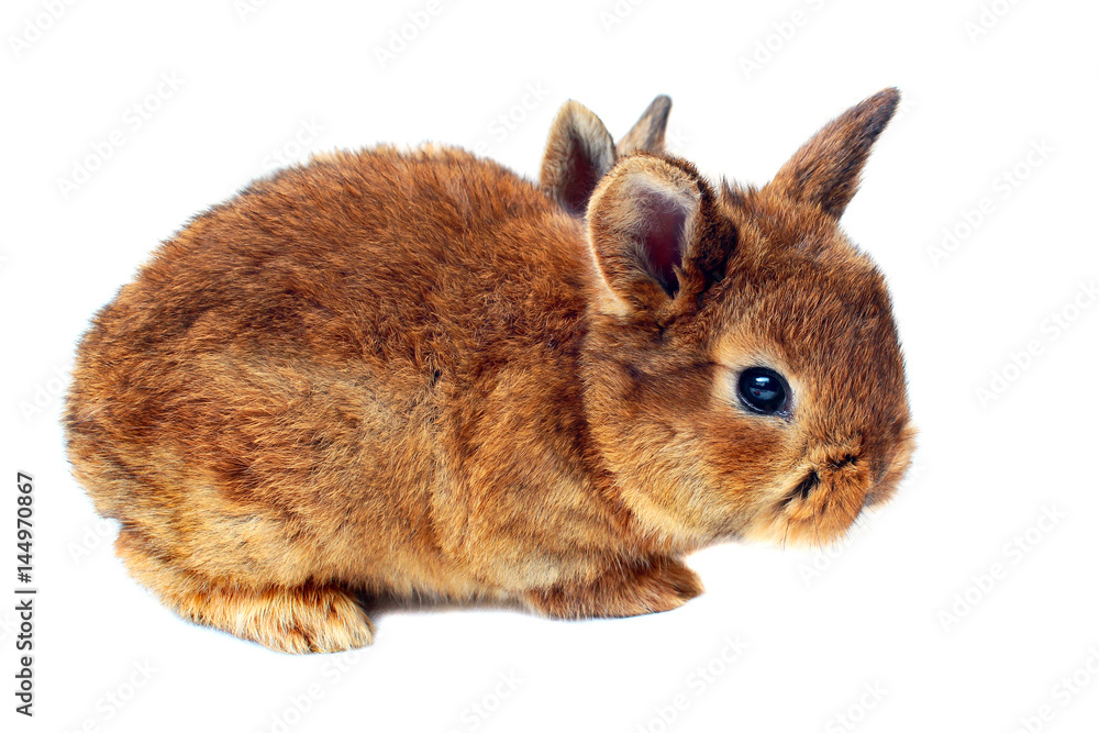 Obraz premium Little bunny on white background