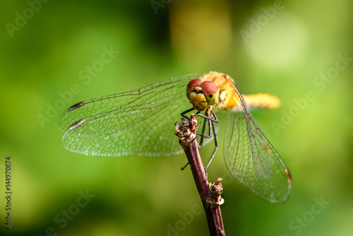 Dragonfly (Odonata) sticks to the stem.